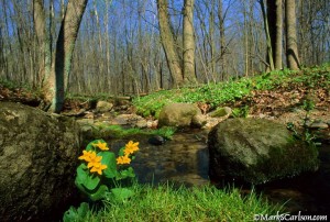 Marsh Marigolds in creek bed; ©markscarlson.com