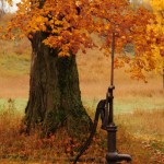 Old hand pump under autumn sugar maple ©Don Phillips, 10-20-2012