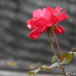 Pink rose ©Tammy Saul, 10-14-12 .JPG