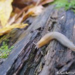 Slug on log ©Katherine Hollins, 10-23-12
