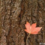 Sugar Maple leaf caught in tree bark ©Tammy Saul,