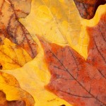 Wet, flattened autumn leaves close-up; ©Steve Sage, 10-23-12