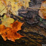 Wet maple leaves on fallen log, ©Jeff Betman, 10-23-2012