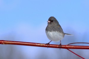 Slate-colored junco, female on red osier dogwood branch; Shiawassee Co., MI; ©markscarlson.com | Great Lakes Photo Tours