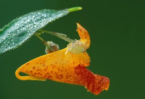 Spotted Touch-Me-Not blossom with dew; Ingham Co., MI; ©markscarlson.com