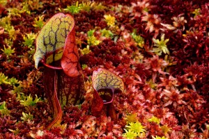Pitcher Plants vases in sphagnum moss, autumn; Luce Co., MI; ©markscarlson.com_