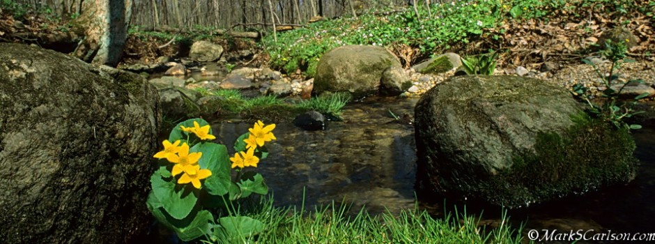 Marsh Marigolds in creek bed, ©markscarlson.com, resize