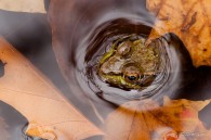 Green Frog face emerging from puddle with autumn leaves; ©Steve Sage | Great Lakes Photo Tours