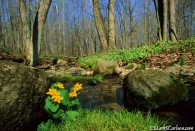Marsh Marigolds in creek bed, ©Mark S. Carlson | Great Lakes Photo Tours