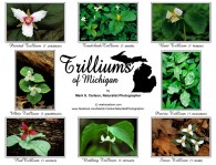 Trillium of Michigan by Mark S. Carlson | Great Lakes Photo Tours