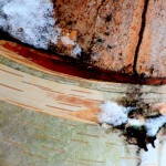 Birch Bark; ©Sonnet Chase | Great Lakes Photo Tours