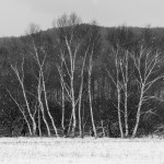 Birch in Black and White ©Shane Wyatt | Great Lakes Photo Tours