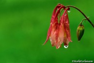 Columbine blossom with bud, raindrops; ©markscarlson.com