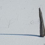 Log with shadow in snow ©Anita Tewilliager | Great Lakes Photo Tours
