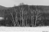 Birch in Black & White, ©Shane Wyatt | Great Lakes Photo Tours