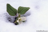 Snow Trillium in snow, ©Mark S. Carlson | Great Lakes Photo Tours