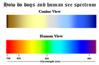 Human Spectrum/Canine Spectrum Comparison | Great Lakes Photo Tours