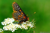 Baltimore Butterfly, ©Mark S. Carlson | Great Lakes Photo Tours