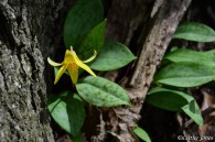 Trout Lily, ©Cathy Jones | Great Lakes Photo Tours