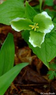 Green Trillium, ©Craig Stoehre | Great Lakes Photo Tours