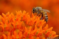 European Honey Bee on Orange Milkweed Blossoms, ©Mark S. Carlson | Great Lakes Photo Tours