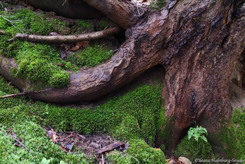 Woodland Tree Root, ©Ileana Habsburg-Snyder | Great Lakes Photo Tours