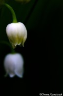 Lily of the valley blossom pair, ©Donna Kowalczyk | Great Lakes Photo Tours