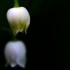 Lily of the valley blossom pair, ©Donna Kowalczyk | Great Lakes Photo Tours