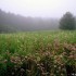 Mark S. Carlson's meadow, ©Mark S. Carlson | Great Lakes Photo Tours