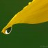 Prairie Coneflower petal, ©markscarlson.com | Great Lakes Photo Tours