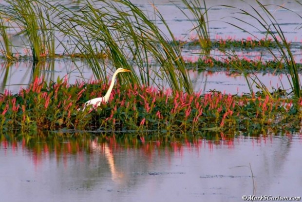 White Egret, ©markscarlson | Great Lakes Photo Tours