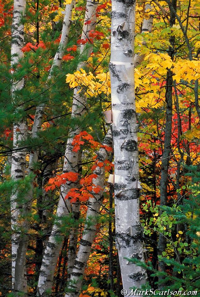 Paper Birch trees mixed with red maples and evergreens in autumn; ©markscarlson.com | Great Lakes Photo Tours