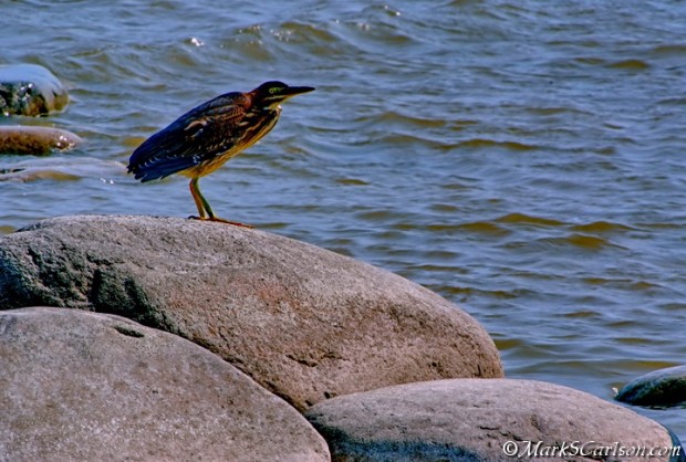 Green Heron hunting along rocks of Lake huron shoreline; ©markscarlson.com | Great Lakes Photo Tours