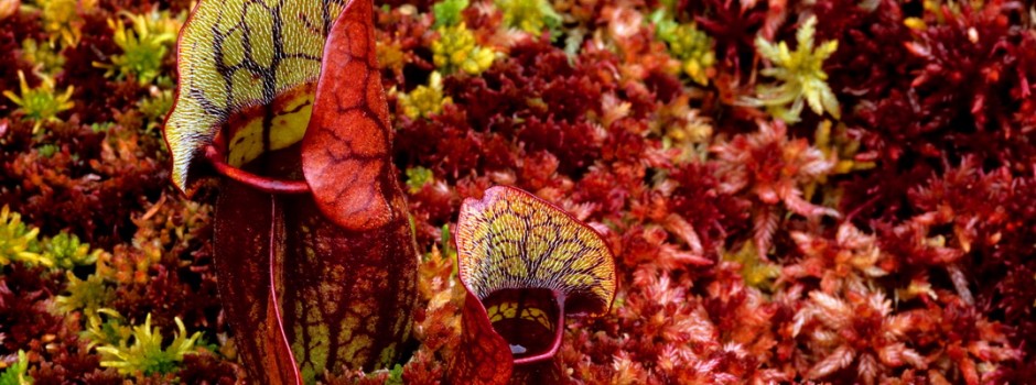 K-Nov.;Pitcher Plants vases in sphagnum moss, autumn; Luce Co., MI; ©markscarlson.com_resize
