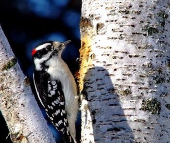 Downy male woodpecker working a paper birch snag; ©markscarlson.com | Great Lakes Photo Tours