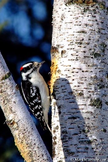 Downy male woodpecker working a paper birch snag; ©markscarlson.com | Great Lakes Photo Tours