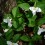 White Trillium and spring beauty, ©Cathy Jones | Great Lakes Photo Tours